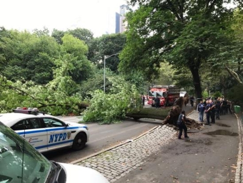 지난달 15일 센트럴파크에서 쓰러진 나무[뉴욕시 경찰국 트위터]
