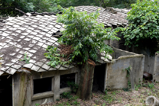 소록도 주민이 줄면서 비워진 집들이 무너지고 마을이 빠르게 사라지고 있다. 나무가 자라며 집과 함께 기억을 먹어치우고 있는 형국이다.