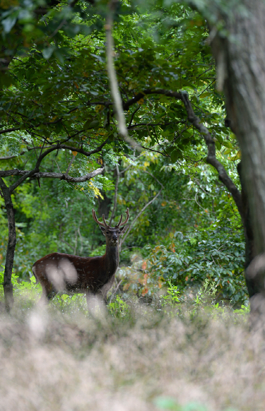 소록도의 숲길에서 마주친 당당한 뿔을 가진 수사슴. 소록도에 풀어놓은 사슴이 마구 번식하면서 생태를 훼손하고 있어 골칫거리가 됐다지만, 그게 사슴의 잘못인 건 아니다. 자그마한 인기척에도 생고무처럼 튀는 소록도의 야생 사슴은 가슴을 두근거리게 하기에 충분했다.