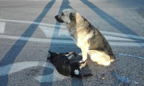 20일 이탈리아 로마의 대로에서 뺑소니차에 치여 죽은 친구 곁을 수 시간 동안 지킨 개의 모습 [ANSA통신 홈페이지 캡처]