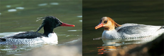 호사비오리의 수컷(왼쪽)과 암컷. 수컷은 머리 깃털이 검은색, 암컷은 갈색으로 뚜렷이 구분된다. 호사비오리는 한국에서 겨울을 보낸 후 봄이 되면 고향인 백두산 지역으로 돌아간다. 세계적인 멸종위기종으로, 국내에서는 천연기념물 제448호로 지정돼 있다.  글항아리 제공