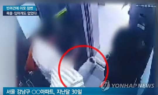 (서울=연합뉴스) 지난달 30일 서울 유명 한식당 ‘한일관’ 대표 김모 씨가 슈퍼주니어 멤버 겸 배우 최시원 가족의 프렌치불도그에 물리는 모습. 당시 개는 목줄이나 입마개가 채워지지 않은 상태였다. [SBS 캡처=연합뉴스]