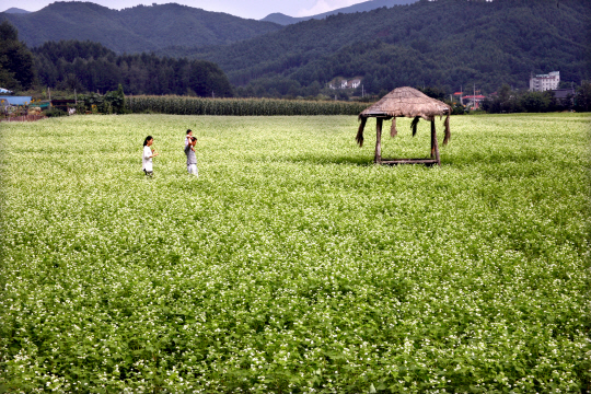 강원 평창군 봉평면 효석문화마을 인근의 메밀꽃밭.  신창섭 기자 bluesky@