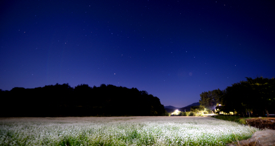 해가 저문 뒤 강원 평창군 평창읍 바위공원의 메밀밭. 이효석의 표현대로 ‘소금을 뿌린 듯’ 하얗게 꽃을 피운 메밀밭과 검푸른 하늘이 선명한 대조를 이루고 있다.  박경일 기자 parking@