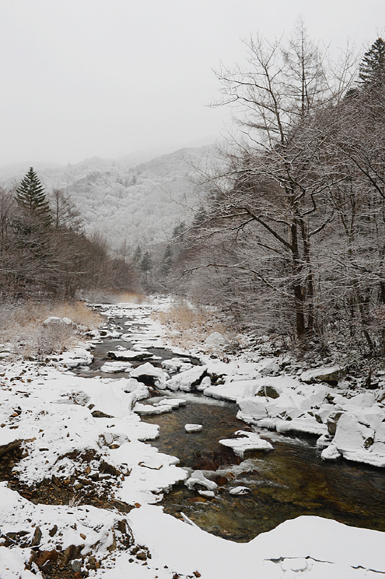 강원 평창 오대산의 월정사 옆을 흘러내리는 오대천의 모습. 마침 올해 첫눈이 소담하게 내린 직후였다. 월정사까지는 경강선 KTX 진부역에서 차로 20분이 채 안 걸린다. 서울역에서 두 시간 남짓이면 이런 풍경 앞에 설 수 있다.