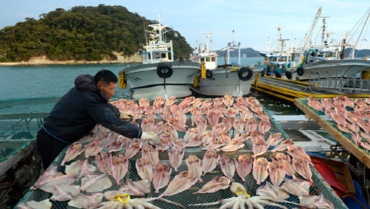 전남 완도항에서 어민들이 생선을 말리고 있다. 장보고대교 개통으로 완도가 강진에서 30분 거리로 좁혀졌다.