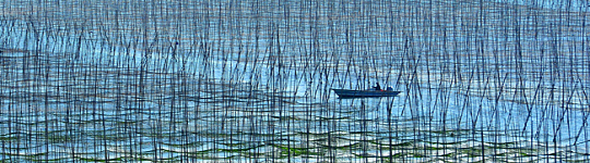 전남 완도의 고금도 남쪽 바다에 어마어마한 규모의 매생이 양식장이 있다. 양식장의 대나무 지주대들이 그려내는 무늬가 마치 회화작품처럼 조형적이다. 이렇게 보니 거친 삼베와 비슷하다. 전남 강진과 연륙교로 연결돼 있던 고금도는 장보고대교 개통으로 완도까지 육로를 이었다.