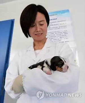 (베이징=연합뉴스) 중국 생명공학업체가 세계 최초로 3세대 유전자 가위 기술을 이용한 유전자 조작 방식으로 개를 복제하는데 성공했다고 중국 관영 인민망(人民網)이 7일 보도했다. 생명공학기업 사이노진 연구진은 최근 체세포 이식기술을 이용해 질병 치료 등에 활용할 수 있는 유전자 조작 개 ‘룽룽’을 복제해 이 분야에서 가장 앞선 기술을 보유하게 됐다. 2017.7.7 [인민망 캡쳐=연합뉴스]