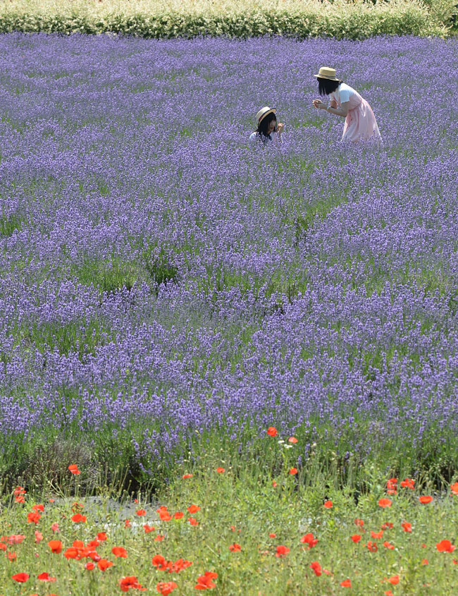 강원 고성의 하늬라벤더팜. 해마다 초여름이면 라벤더꽃과 꽃양귀비 등이 활짝 피어나서 이국적인 꽃밭을 이룬다.