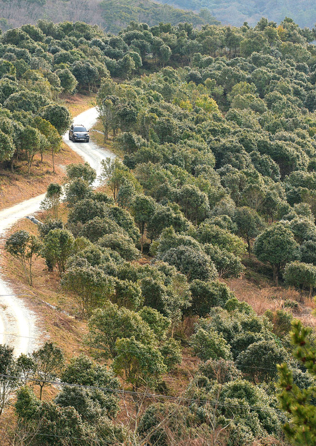 전남 완도의 완도수목원 동백나무 숲. 상왕봉 아래 우거진 천연림에서 활엽수와 키큰 나무를 간벌해서 다듬어낸 매혹적인 숲이다.