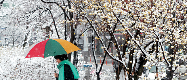 춘분인 21일 전국 곳곳에 대설특보가 내려진 가운데 대전 유성구 도로변에 하얗게 눈꽃이 핀 산수유나무 아래로 시민이 지나가고 있다. 연합뉴스