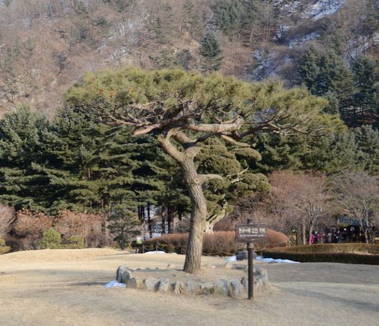 경기 가평에 있는 아침고요수목원 입구에 들어서면 영화 ‘편지’의 엔딩 장면에 등장한 환유나무가 보인다.