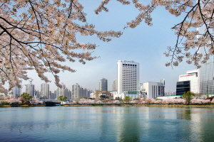 롯데호텔월드 벚꽃 전경