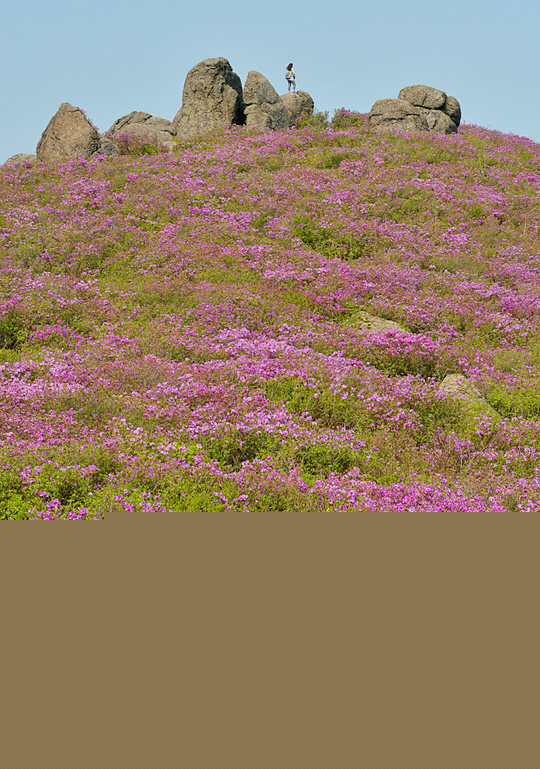 전남 보성 초암산 정상 부근의 철쭉 군락. 정상 바위 주변이 분홍빛 철쭉꽃으로 바다를 이뤘다. 초암산은 철쭉 군락이 있는 전국의 산 중에서 가장 먼저 철쭉이 피어나는 곳이다. 지난 주말 개화율이 70%쯤 됐으니 지금쯤 만개했을 것이다.