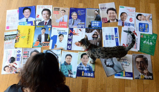 6·13 지방선거가 이틀 앞으로 다가온 11일 경기 고양시에 거주하는 한 주부가 선거 홍보물을 거실에 펼쳐놓은 채 후보들의 경력과 공약을 살펴보고 있다.  김선규 기자 ufokim@