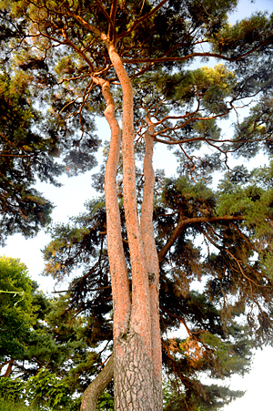 완주 봉동읍 제내리 우산정사 인근의 삼정승 소나무. 하나의 둥치가 여윈 듯한 세 개의 가지로 갈라져 곧게 솟았다.