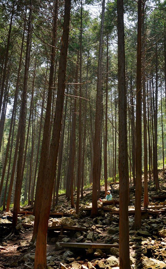 수령 40년을 넘긴 편백나무들이 빽빽하게 들어찬 전북 완주 죽림리의 편백나무숲. 숲 곳곳에 평상이 설치돼 있어 진한 피톤치드 향을 맡으며 앉거나 누워 쉬어갈 수 있다.