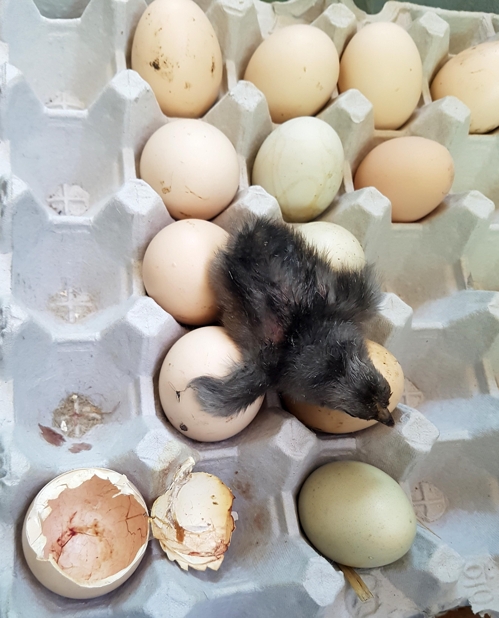 폭염에 자연 부화한 병아리 [독자 최호준씨 제공]