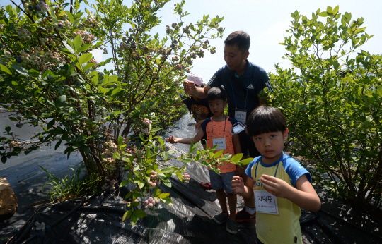 지난 21일 강원 양구군 방산면 오미리 농장에서 학생들이 블루베리를 수확하고 있다.