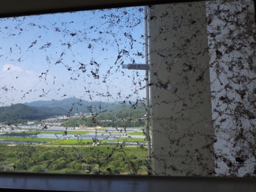 복도 창문에 들러붙은 거미떼. [주민 제공]
