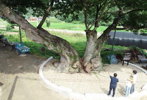[영동군 제공=연합뉴스]