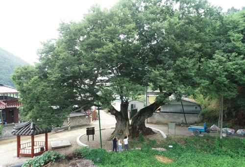 [영동군 제공=연합뉴스]