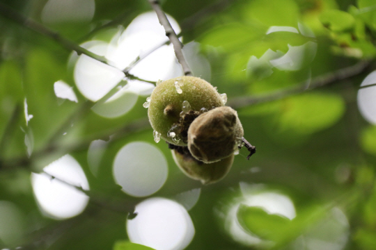 집터 옆의 개복숭아.