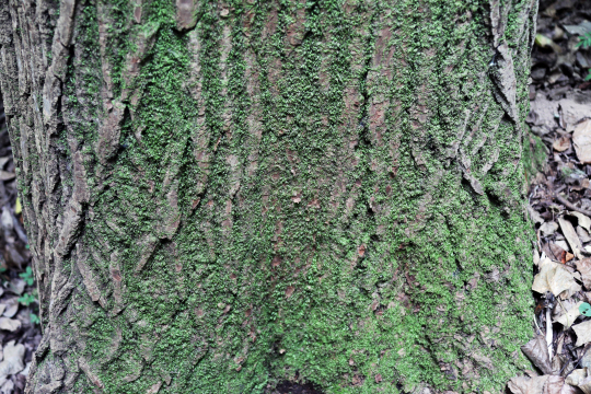 미루나무 둥치의 이끼.
