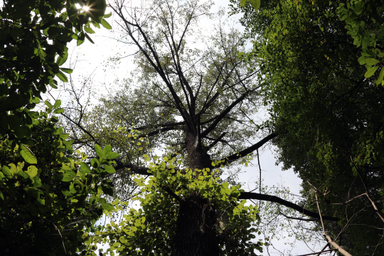 충남 청양 칠갑산 합대나무골 집터 옆의 미루나무. 1963년 신대철 시인의 부친이 심은 것으로 수령이 50년도 더 됐다.
