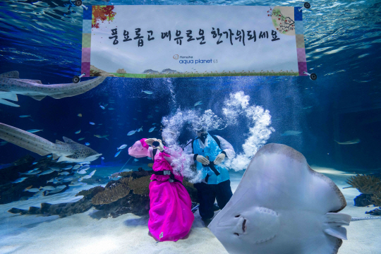 서울 여의도 한화아쿠아플라넷63의 아쿠아리움에서 한복을 입은 다이버가 한가위 인사를 하고 있다.