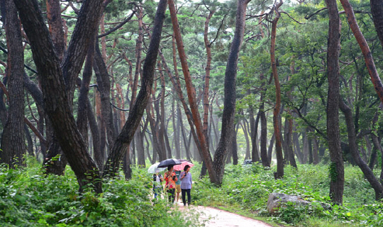 충남 아산의 절집 봉곡사로 이어지는 길에는 마치 먹을 찍어서 그린 듯한 울창한 소나무 숲이 있다. ‘천 년의 숲’으로 불리는 곳이다. 삼국시대 창건했다는 봉곡사의 내력도 만만치 않지만 봉곡사는 절집보다, 절집으로 이어지는 이 숲길이 단연 압도적이다.