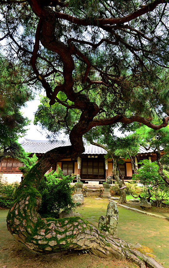 충남 아산 외암마을에서 가장 빼어난 조경과 건축미를 지녔다고 알려진 건재고택의 사랑채와 정원의 소나무. 후손의 빚과 금융기관의 불법대출 등의 사건에 휘말린 고택은 지금 예금보험공사 소유다. 건재고택은 그동안 문을 열어준 적이 거의 없는데, 경매를 앞두고 예금보험공사가 고택을 공개하고 있다.