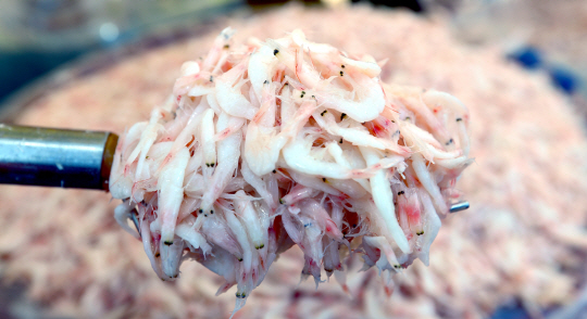 특유의 감칠맛으로 음식의 풍미를 더해주는 새우젓. 김장김치의 시원한 맛도 새우젓이 만들어준다.  신창섭 기자 bluesky@