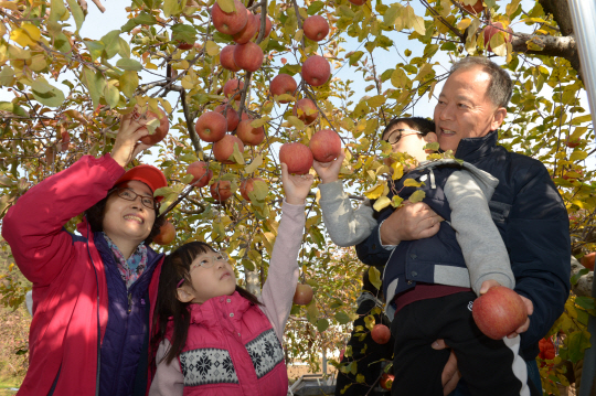 지난 11일 경북 문경시 산북면 거산리 농촌체험 휴양마을 ‘큰사람마을’에 방문한 체험객들이 인근 과수원에서 사과 따기 체험을 하고 있다.