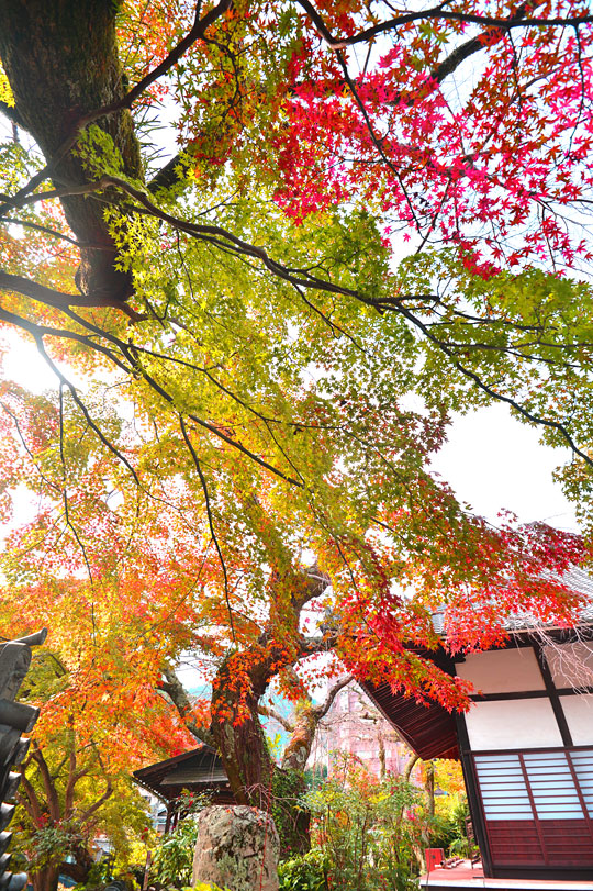 벚꽃과 단풍으로 이름난 아리마 온천의 절집 선복사의 가을 단풍.