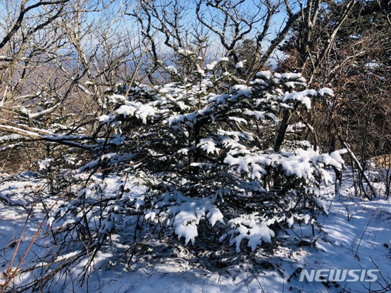 【태백=뉴시스】 2018.11.22.(사진=태백산국립공원 제공)