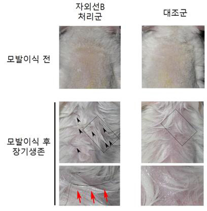 모발이식 동물실험 [서울대병원 제공]