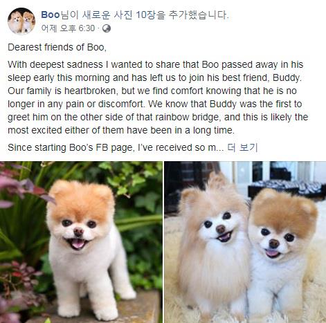 미국의 스타 강아지 ‘부’ [출처=‘부’ 페이스북 캡처]