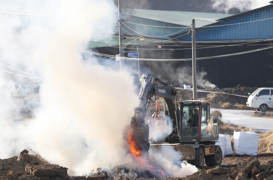 구제역 확진 판정을 받은 경기 안성시의 한 젖소 농가에서 29일 오전 방역 관계자들이 살처분 처리 후 정리작업을 하고 있다.  연합뉴스