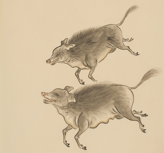 <己亥年 돼지 이야기>행운의 동물…탐욕의 상징… 욕심버리면 황금빛 한 해~ ‘돼지’