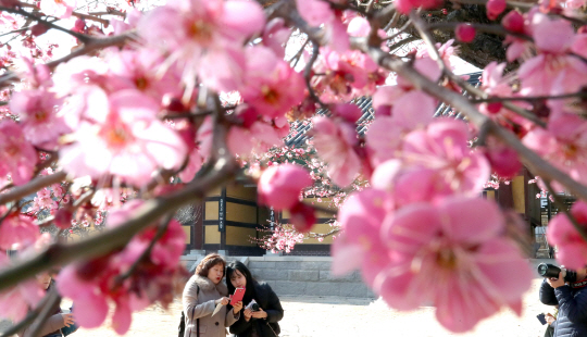 가지마다 꽃이 만개한 경남 양산 통도사의 홍매화. 통도사의 매화는 해마다 이르게 피지만 올해는 개화가 더 빨라 지난 1월 중순쯤부터 시작됐다.  연합뉴스