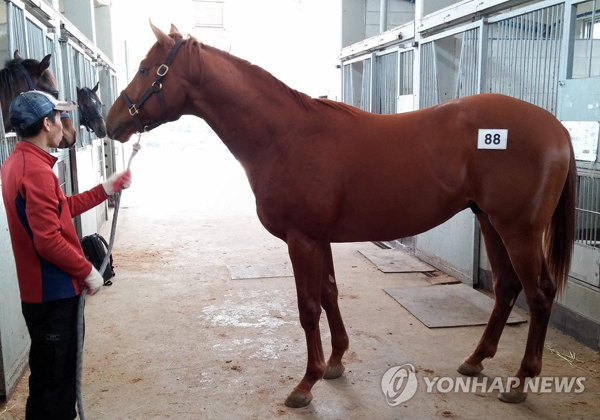 2억9100만원에 낙찰된 국내산 경주마[연합뉴스 자료사진]