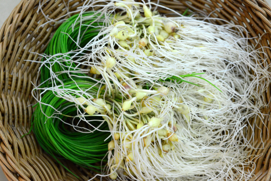 ‘작은 마늘’로도 불리는 달래. 부드럽고 싱그러운 향기를 뿜어내며 한겨울 추위로 찌든 심신에 원기를 북돋워 준다.    김선규 기자 ufokim@