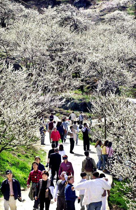 전남 광양의 광양매화축제.