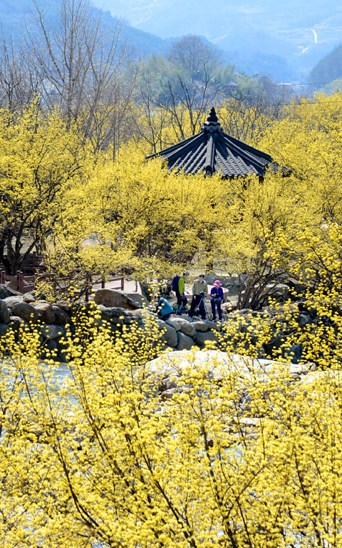 전남 구례의 구례산수유축제.