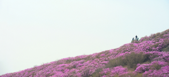 전남 여수의 영취산 능선을 뒤덮은 진달래꽃. 지난해 진달래꽃이 만개했을 당시의 사진이다. 이곳에서는 오는 29일부터 31일까지 영취산 진달래 축제가 열린다.