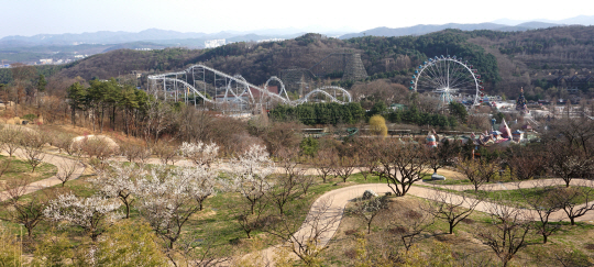 에버랜드 ‘하늘매화길’ 정상에서 내려다본 매화정원. 지금 이곳의 매화 개화율은 30% 정도다. 뒤쪽으로 티익스프레스와 우주관람차가 보인다.