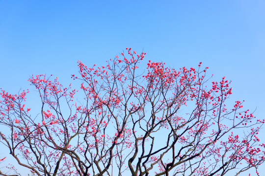 에버랜드가 새로 조성한 ‘하늘매화길’의 대표 매화인 50년 수령의 만첩홍매. 에버랜드는 경북 구미의 삼성전자 공장에 있던 만첩홍매 세 그루를 ‘삼고초려’ 끝에 가져왔다.