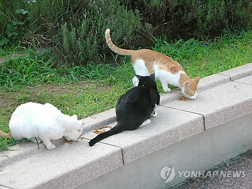 길 고양이[연합뉴스 자료사진]