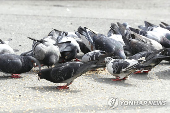 비둘기[촬영 이상학]